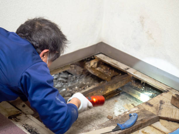 Best Health and Safety Mold Remediation in Slocom, AL