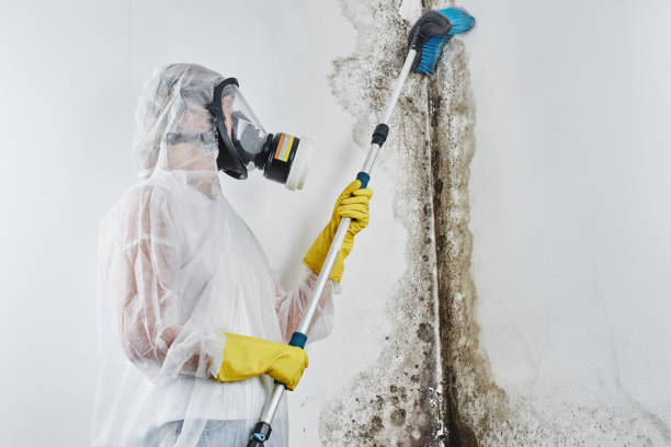 Best Attic Mold Remediation in Slocom, AL