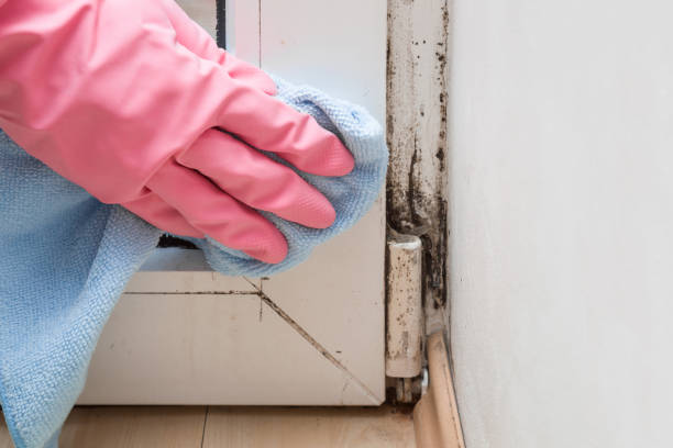 Best DIY Mold Remediation Support Services in Slocom, AL